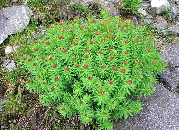 Rhodiola rosea / Rodiola rosea